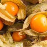 Physalis