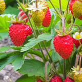 Strawberry Baron von Solemacher