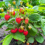 Strawberry Baron von Solemacher