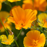 Californian Poppy Mix