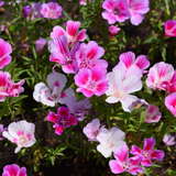 Godetia Sweetheart Pink