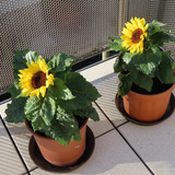Sunflower Dwarf