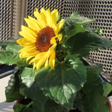 Sunflower Dwarf