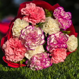Carnation Mix