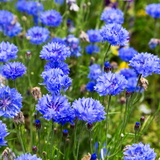 Cornflower Blue Ball
