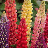 Lupinus Mix