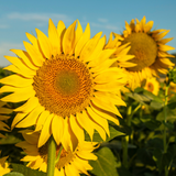 Sunflower Giant Yellow