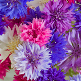 Cornflower Classic Mix