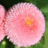 Marigold Pink Suprise