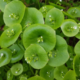 Purslane