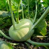 Kohlrabi