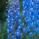 Delphinium Blue