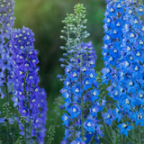 Delphinium Blue