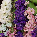 Larkspur Mix