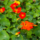 Nasturtium Mix