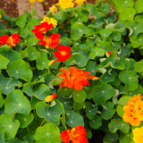 Nasturtium Mix