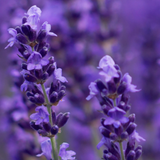 True Lavender