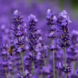True Lavender