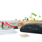 SeeddeeS Wooden Box - Strawberry Growing Kit