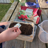 SeeddeeS Wooden Box - Strawberry Growing Kit