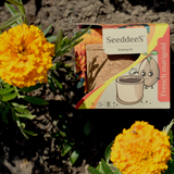 SeeddeeS Cork Pot - French Marigold Growing Kit