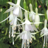 Fuchsia Hardy 'Hawkshead'
