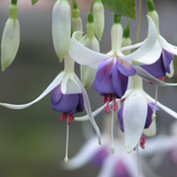 Fuchsia Hardy 'Delta Sarah'