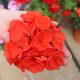 Geranium Grandeur Orange