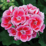 Geranium Grandeur Rose Splash