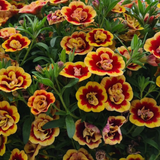 Calibrachoa Calita Double Sunset Bicolour