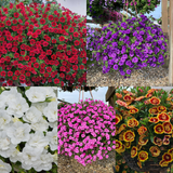 10 Double Calibrachoa Collection