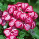 Geranium Ivy Leaf Rainbow Purple Bicolour