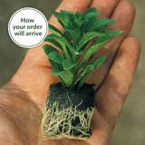 Fuchsia Giant 'Deep Purple'