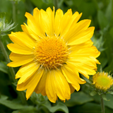 Gaillardia Aurea