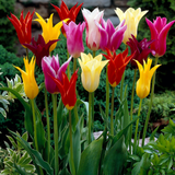 Lily Flowering Tulips Mixed (Saver Sized Bulbs) Lily Flowering Tulips Mixed (Saver Sized Bulbs)