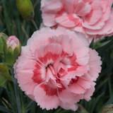 Dianthus Doris