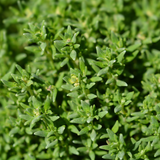 Herb Thyme Compactus
