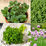 Herb Collection