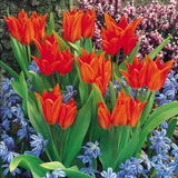 Tulip Praestans Tubergens