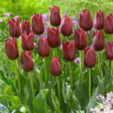 Tulip National Velvet