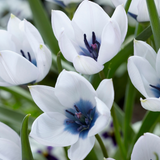 Tulip Humulis coerulea oculta