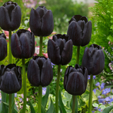 Tulip 'Paul Scherer'