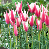Tulip Peppermint Stick