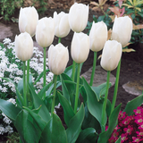Tulip Diana