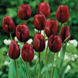 Tulip Jan Reus