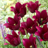 Tulip 'Merlot'