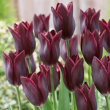 Tulip Havran