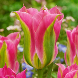 Tulip 'Virichic'