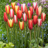 Tulip Clusiana var. Chrysantha 5cm+