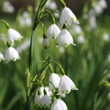 Leucojum Aestivum